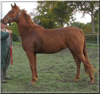 [PLACEE STEPHANIE] TENZA L'élégance de la belle rousse au rdv 522507tenza_saint_andre