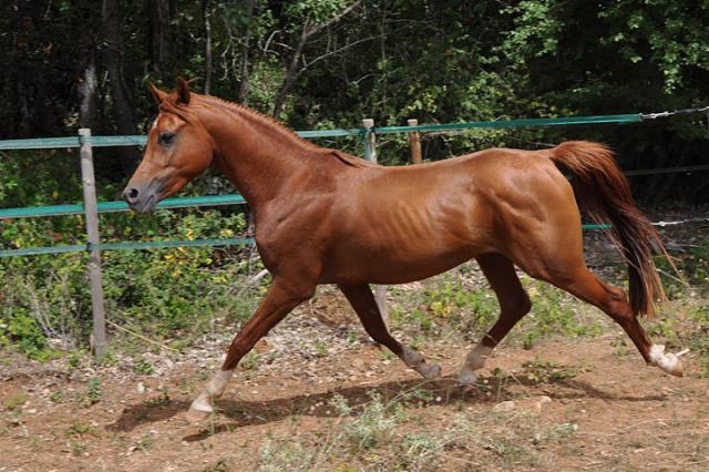 POULAIN ARABE MALE DE 3 ANS 523147CSC_0144