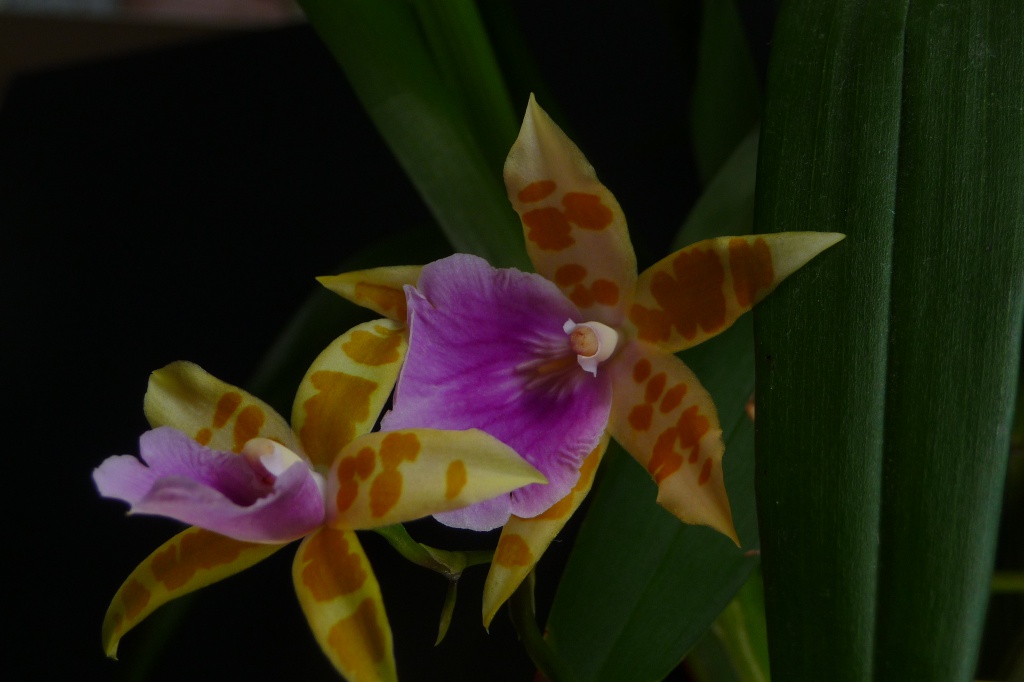 Miltonia Binotii (candida × regnellii) 524733P1090018