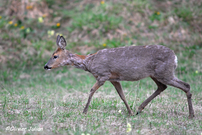 Quelques photos animalières.. 525755DSC4260