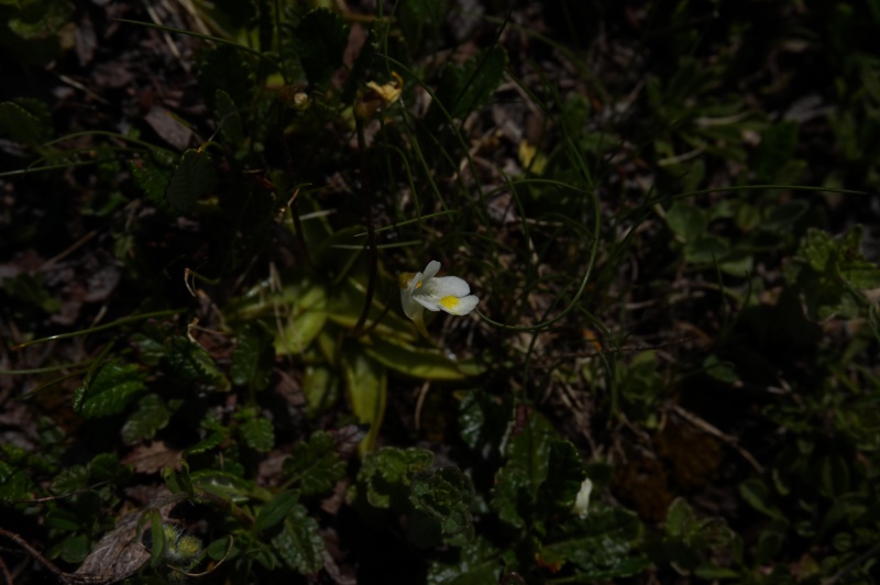 Grassettes in situ en Juin 2017 527552DSC03446