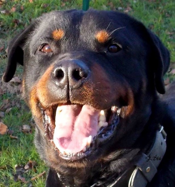 EROS 10 ANS ROTTWEILLER NOR & FAUVE CALME TRANQUILLE ASPA VALENCE 26 5275702204668919327811436391111080110654577602608n