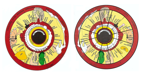 Iridologie : dans les yeux on peut lire notre santé ! 531754localisationguidoni