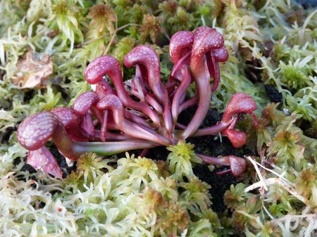 Darlingtonia californica 'red' - Page 2 532017P1130432