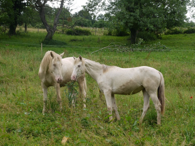 Mes perles - Page 17 533406P1110470M