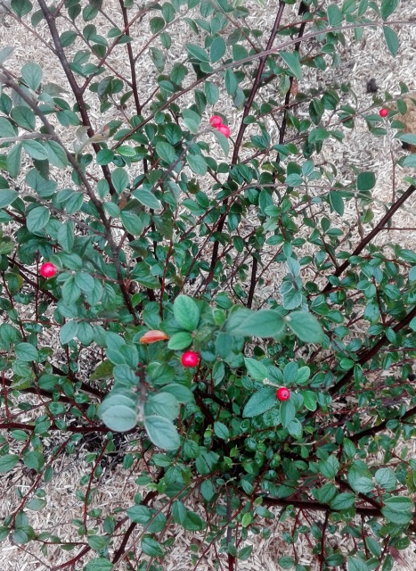 l'été indien des Fous Jardiniers 533565IMG20171001172547