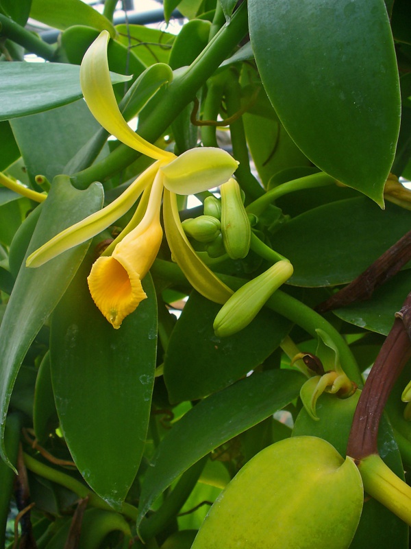 Quel est votre Plante, Arbre, fleur préféré que vous possédez ou non? Si vous n'en aviez qu'une à garder, Laquel/lequel garderiez-vous? 535101Vanillaplanifolia01