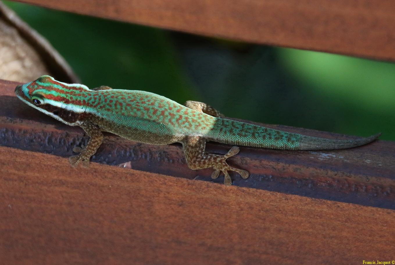 [Fil ouvert à tous] Reptiles, serpents, tortues, amphibiens, ... - Page 8 5359239114