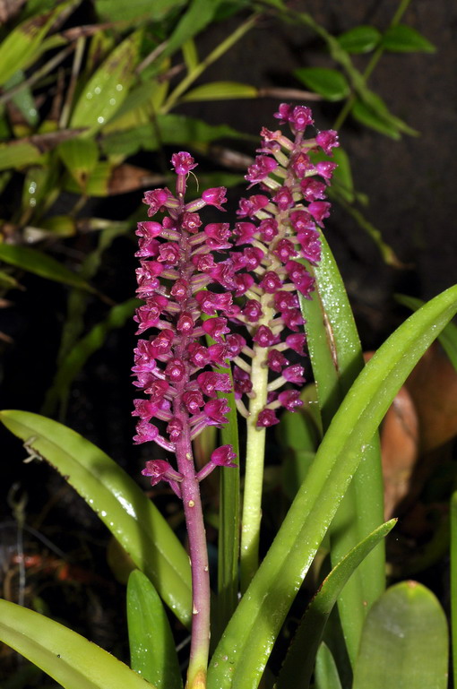 Arpophyllum giganteum 537421Arpophyllumgiganteum0344