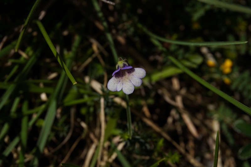 Grassettes in situ en Juin 2017 537553DSC03483