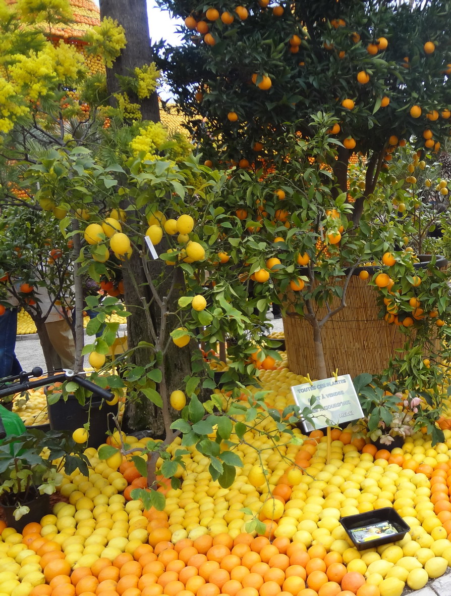 A MENTON LES CITRONS ET LES ORANGES NOUS ONT RENDU COMPLETEMENT GIVRES !!!!!!!!!! - Page 11 538799DSC00980