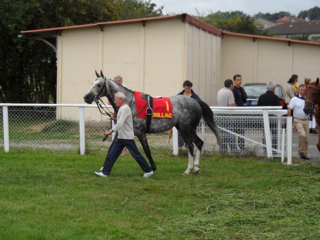 Tiercé à l'hippodrome d'Aurillac 538802SAM0144