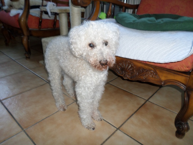 SKIPY CANICHE BLANC MALE 11 ANS - ADOPTE  - Page 4 539465SAM2515