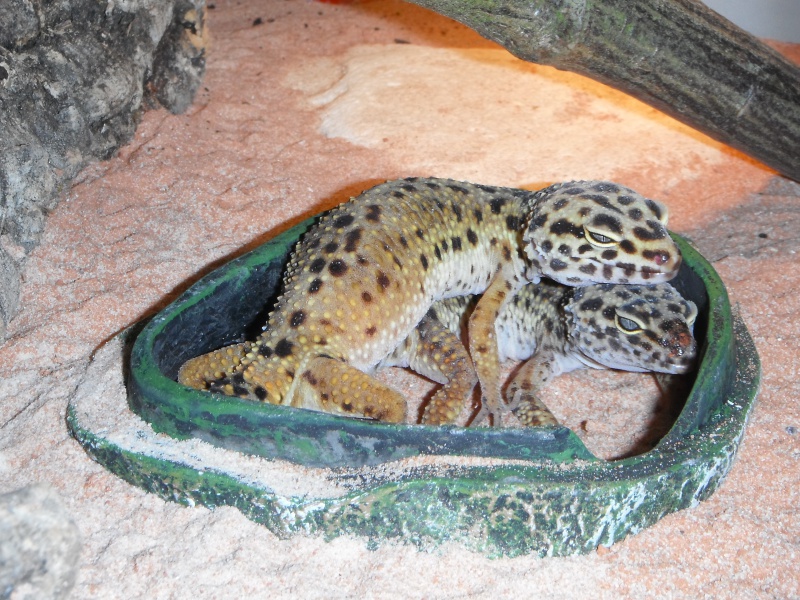 Gecko leopard-> Nouvelle Instal, nouveaux arrivants 539843DSCF8594