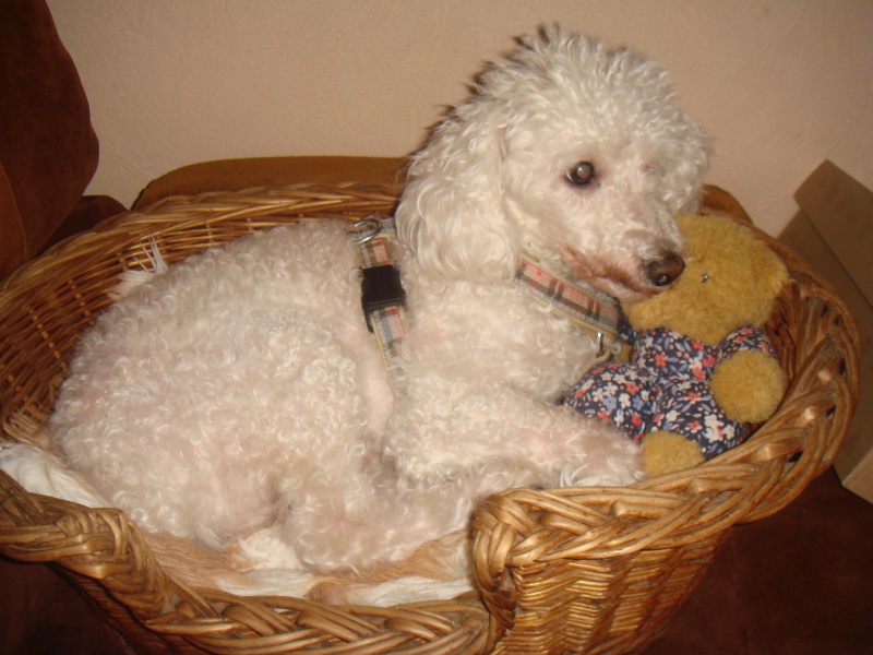 SKIPY CANICHE BLANC MALE 11 ANS - ADOPTE  - Page 2 540120DSC07176