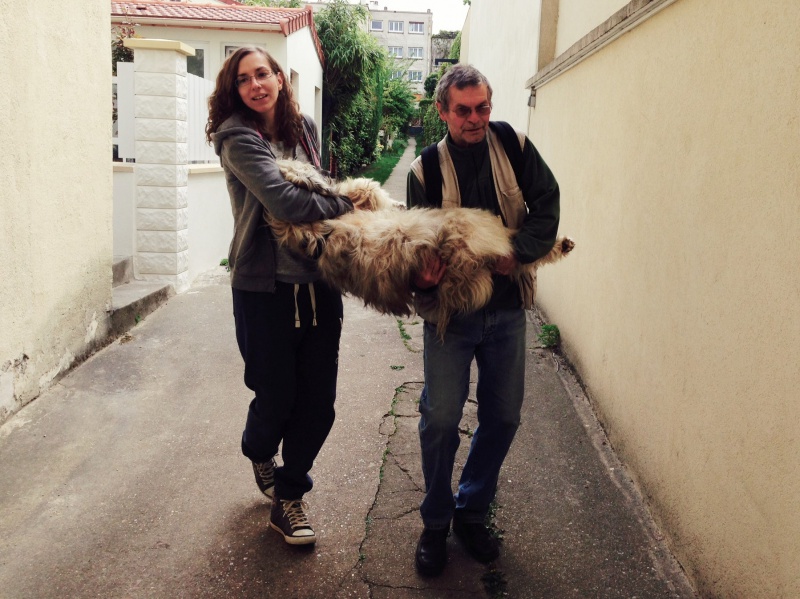 Puffy, chien croise berger des Carpates, très sociable 540129qphoto5