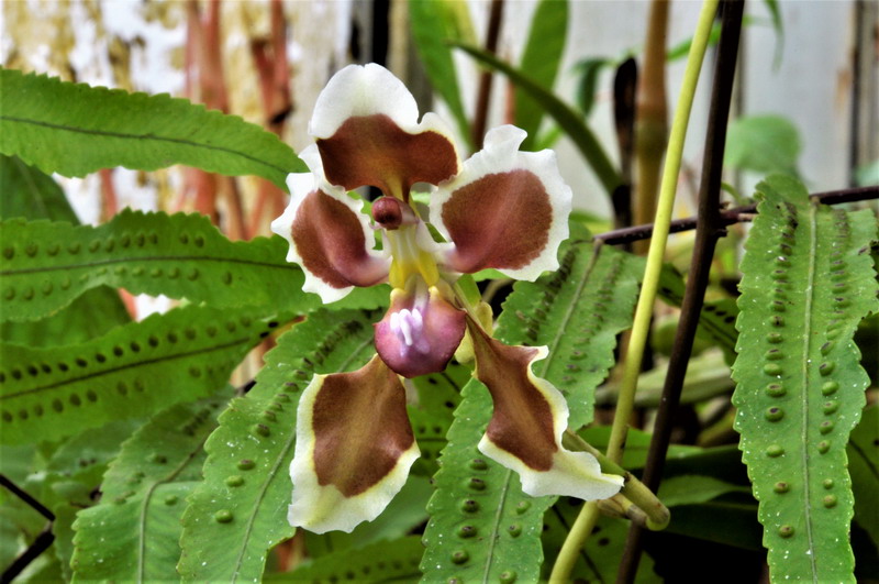 Cyrtochilum geniculatum 540468Cyrtochilumgeniculatum2