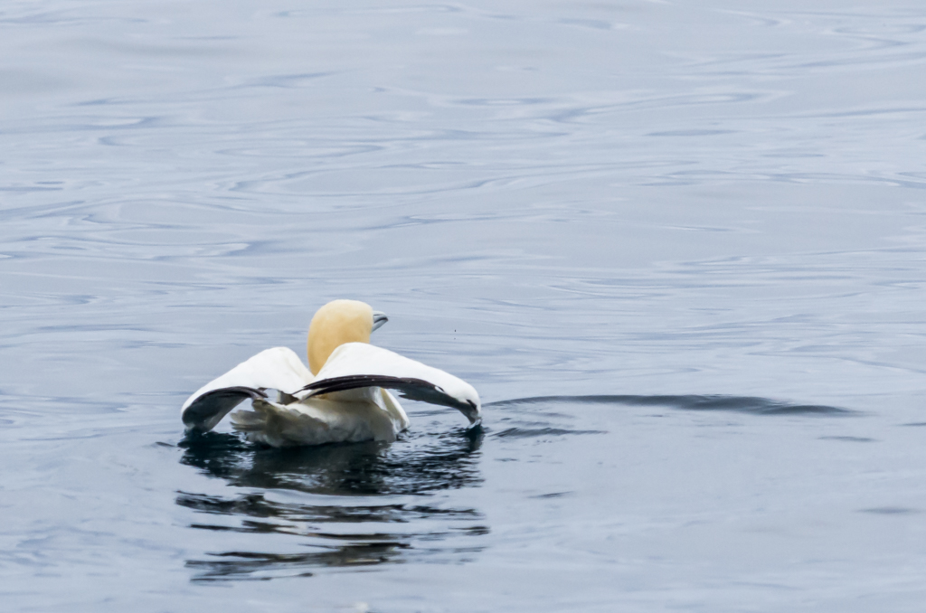 Sortie anniversaire Bretagne - 25 & 26 avril 2015 - Page 12 540747sortiemeroiseaux8