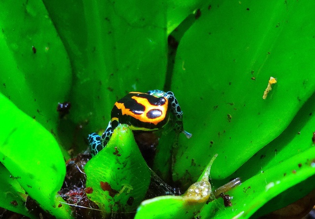 Epipedobates tricolor / Ranitomeya amazonica 540943Amazo1