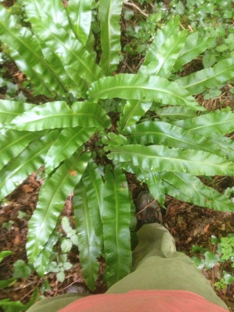 Asplenium scolopendrium - scolopendre 541443IMG0268