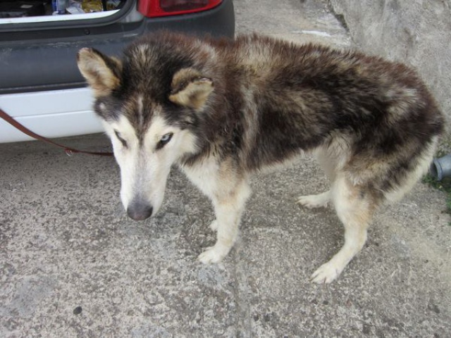 ALASKA (ex)LOUIS husky a l'attache depuis des années (m) 8 ans ref/79DECEDE     542667IMG3280