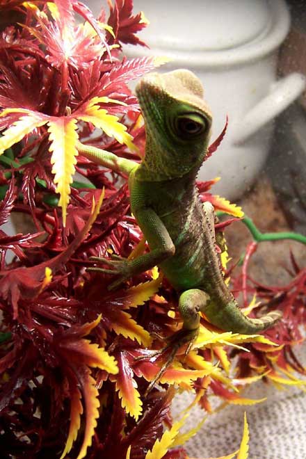 Animaux - Lézards - Caméléon panthère -Anguidae - L'orvet - 543275dragoneau614dc10f