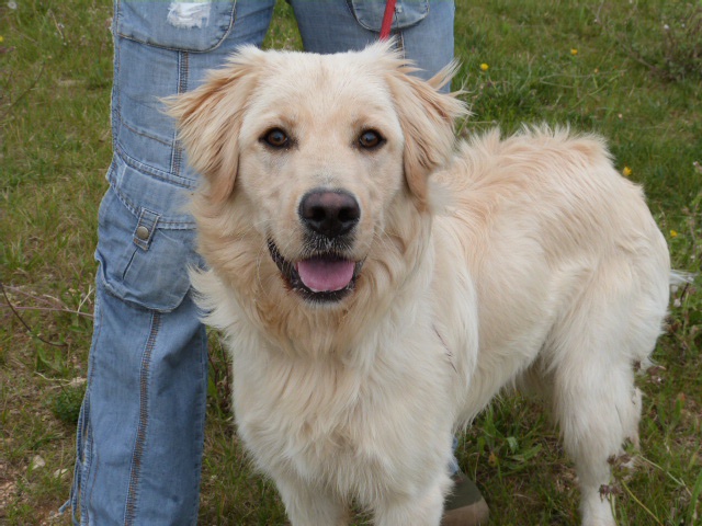 ROBIN - golden retriever 1 an - Spa de Poitiers (86) 543318517fRobin5