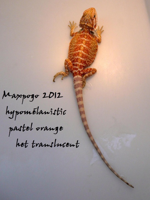 pogos Maxpogo - Page 3 543467hypohettrans