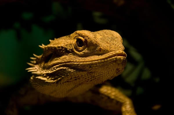 Animaux - Lézards - Caméléon panthère -Anguidae - L'orvet - 546129agamebarbu11137d354