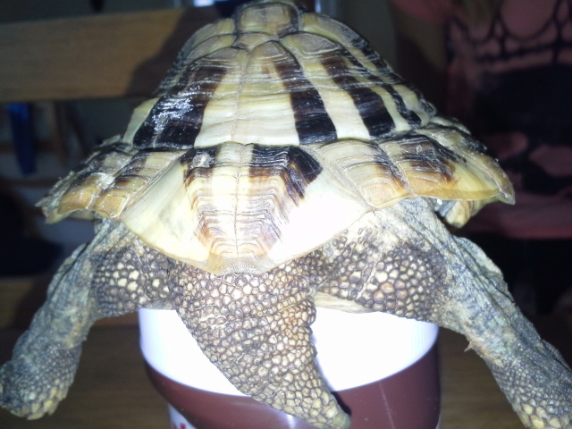 Identification de tortue terra 546461201407051211001