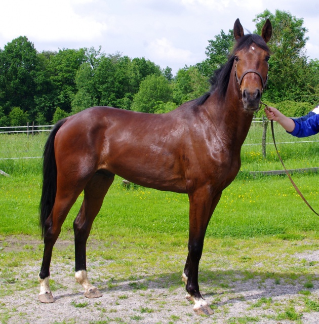 [PLACE LAURA] ELENDIL Cheval à coup de coeur ou rien  546883elendil6