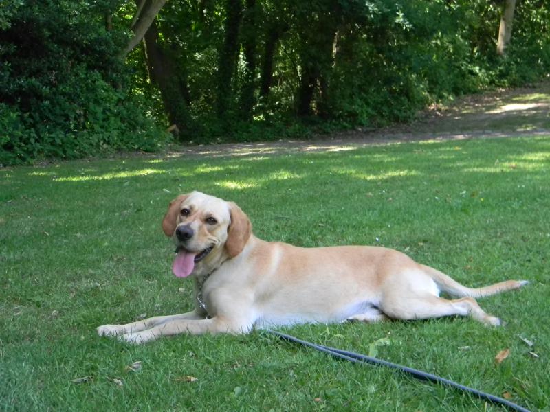 OLIBRADOR -  x labrador 9 ans (6 ans de refuge)  - SHPA à Le Havre (76) 549068DSCN1473