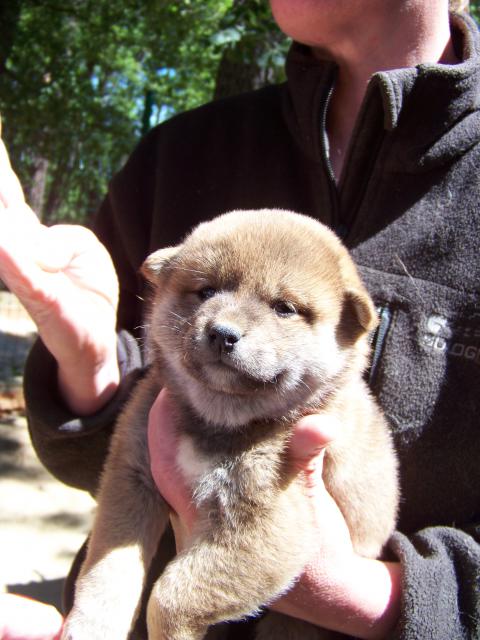 Ma Donnie, ma shiba, mon soleil ♥ 5500581015942