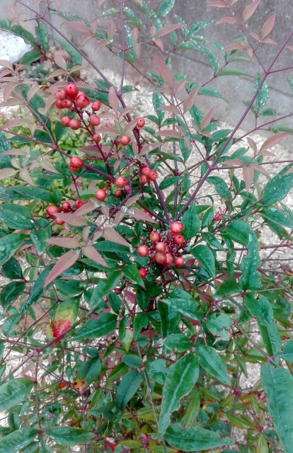 l'été indien des Fous Jardiniers 550084IMG20171001172524