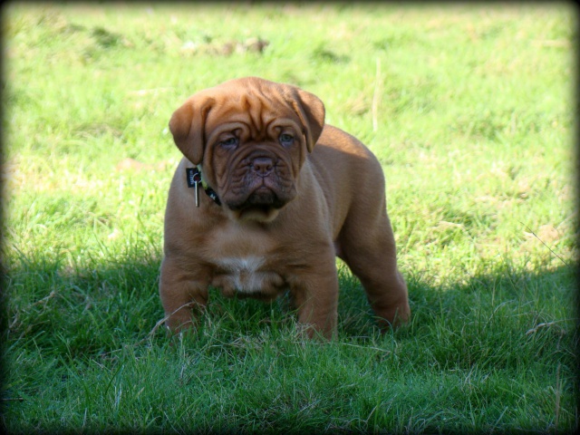 Chili Des Pas de Tacite X Honey bear De l'Aube Rouge (Dogue de Bordeaux) 550662DSC03655