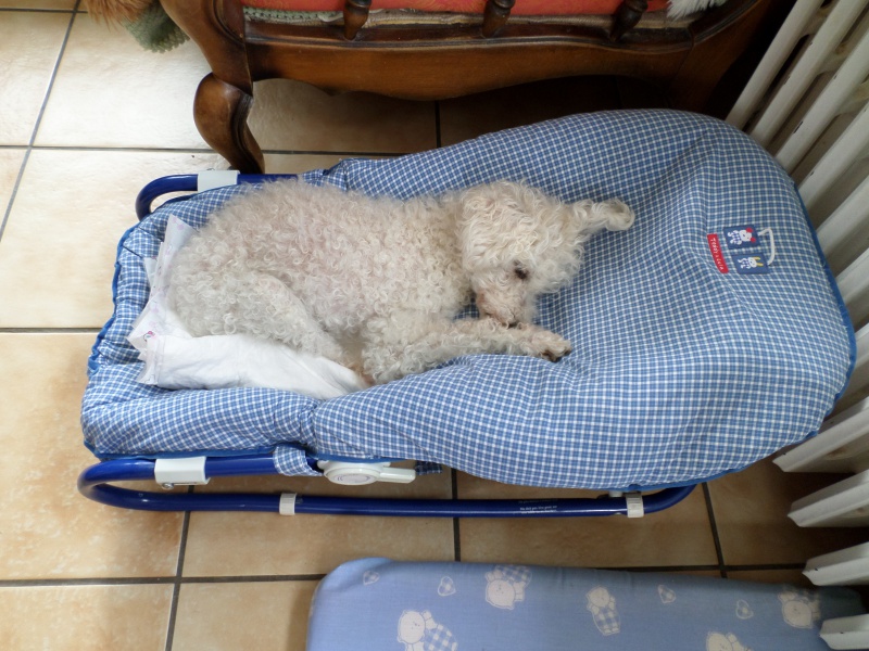 SKIPY CANICHE BLANC MALE 11 ANS - ADOPTE  - Page 4 551785SAM2018