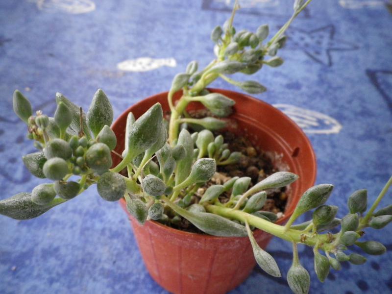 [Senecio radicans] identifi 551878SenecioIMGP0640