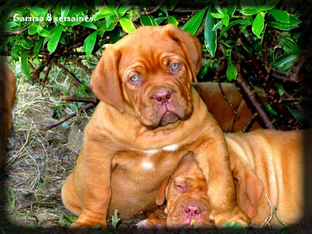 CHIOTS - Chiots dogue de bordeaux LOF: Chili des pas de tacite et  Escroc des Gladiateurs du guesny - Page 3 552443IMG9050