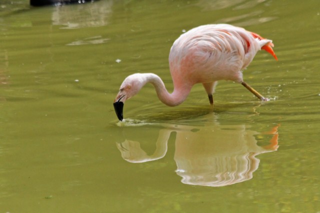 Zoo du Pal (Allier: Dompierre sur Besbre) 552821IMG_6017_DxO__640x480_