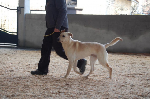 Adoption de Buck (Orfée) 553302Bowie2