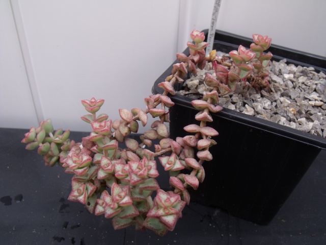 Mes succulentes 2014 553714009