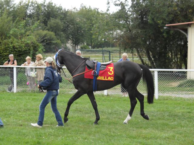 Tiercé à l'hippodrome d'Aurillac 556122SAM0150