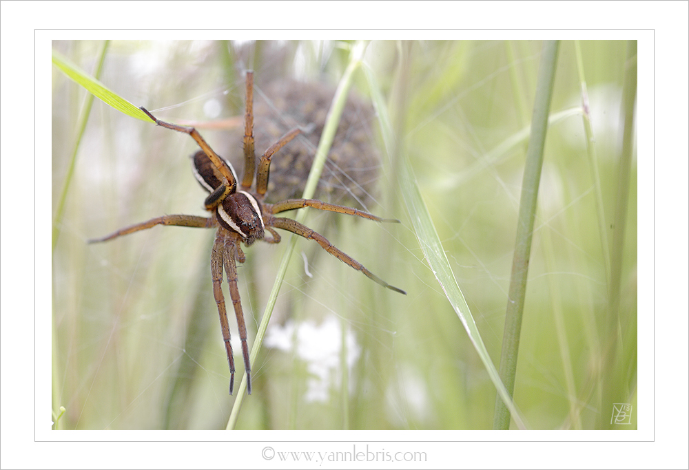 ID Dolomedes 557329dolomedes