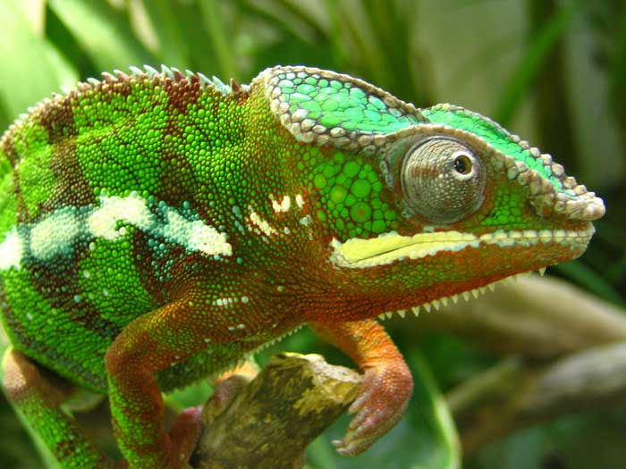 Animaux - Lézards - Caméléon panthère -Anguidae - L'orvet - 557520cameleonpanthere7