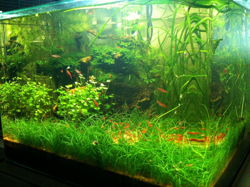 Mon Scaper's Tank 50L Aquascaping - Page 3 557906IMG0782