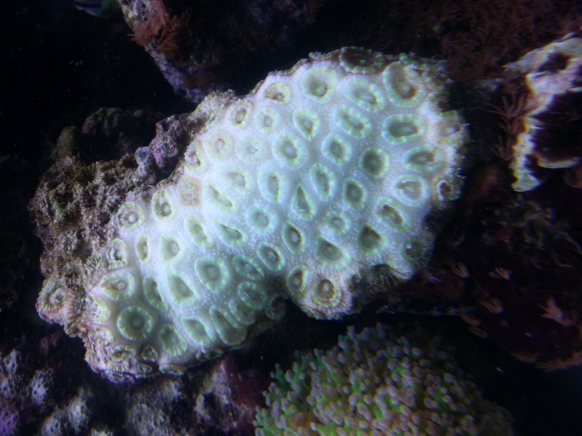 acanthastrea tout blanc 55798320120930171415