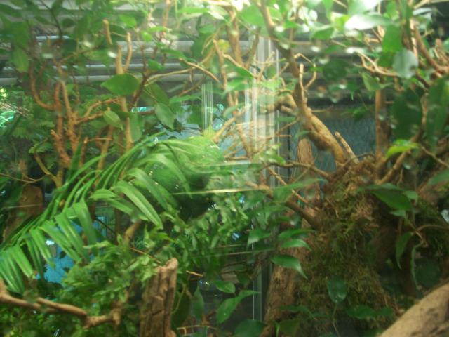 Vivarium de la ménagerie du Jardin des Plantes 5586451009759