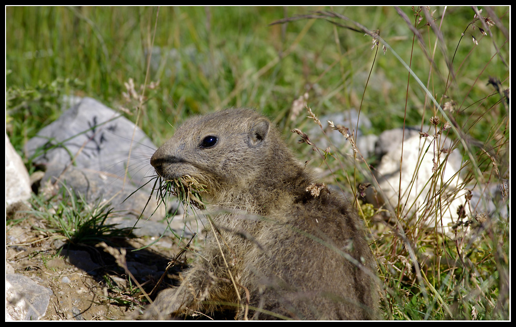 Marmottes en milieu naturel 559004IMGP1121