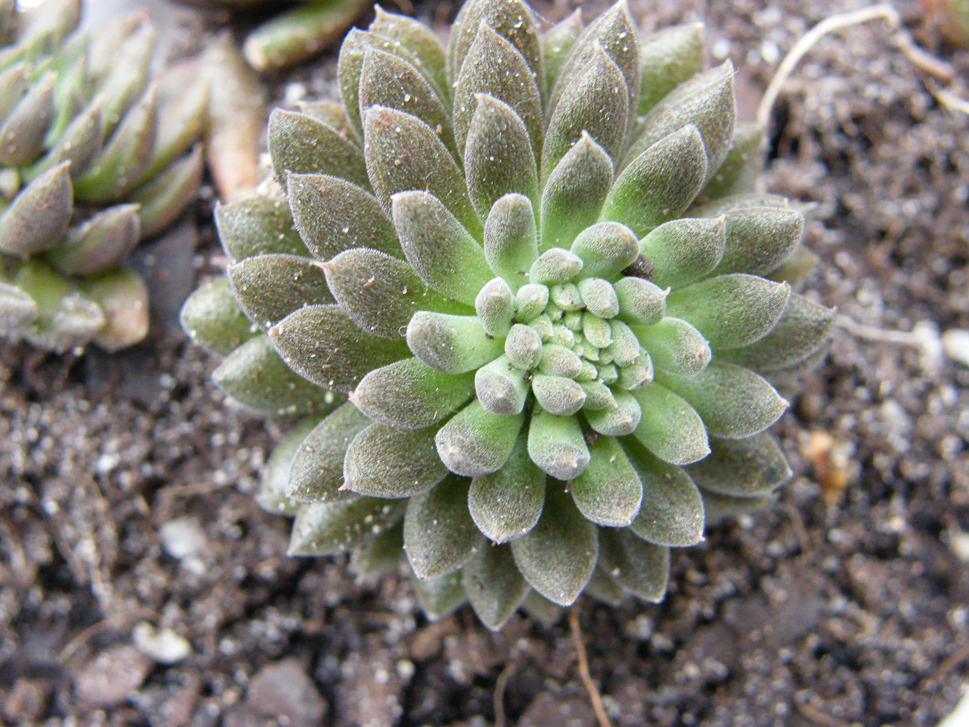    QUI  EST  CE  ? [Sinocrassula yunnanensis] 559103Janv2012262