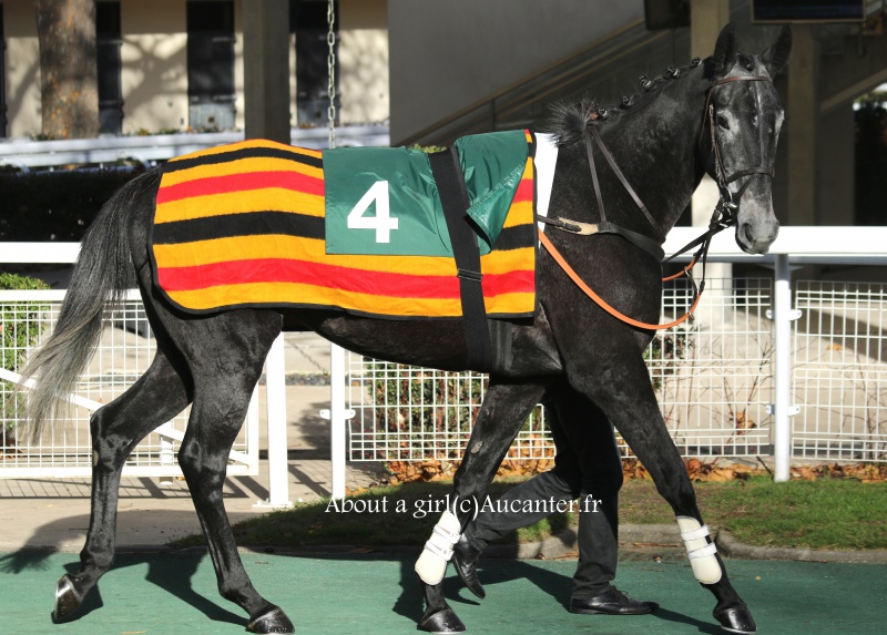 Photos Auteuil 19-11-2016  5595185J6A0946